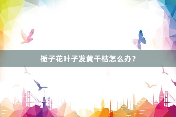 栀子花叶子发黄干枯怎么办？